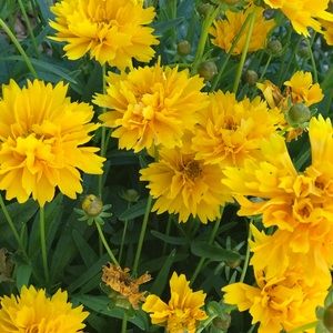 Meet your Posher, Ami